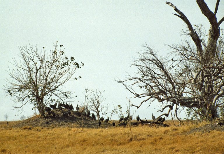 Aquecimento global pode reduzir em 30% o volume de chuvas no hemisfério sul