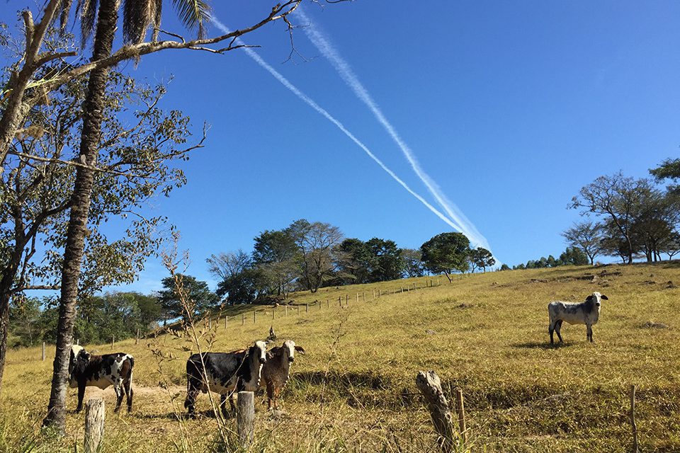 Foto panor&acirc;mica de fazenda de gado leiteiro