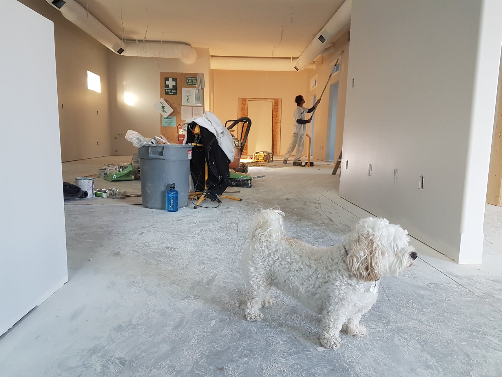iBuyer, co-working e co-living s&atilde;o alternativas que crescem de import&acirc;ncia no segmento. Foto por Cal David em <a href="https://www.pexels.com/photo/close-up-photography-of-white-poodle-735319/" rel="nofollow">Pexels.com</a>