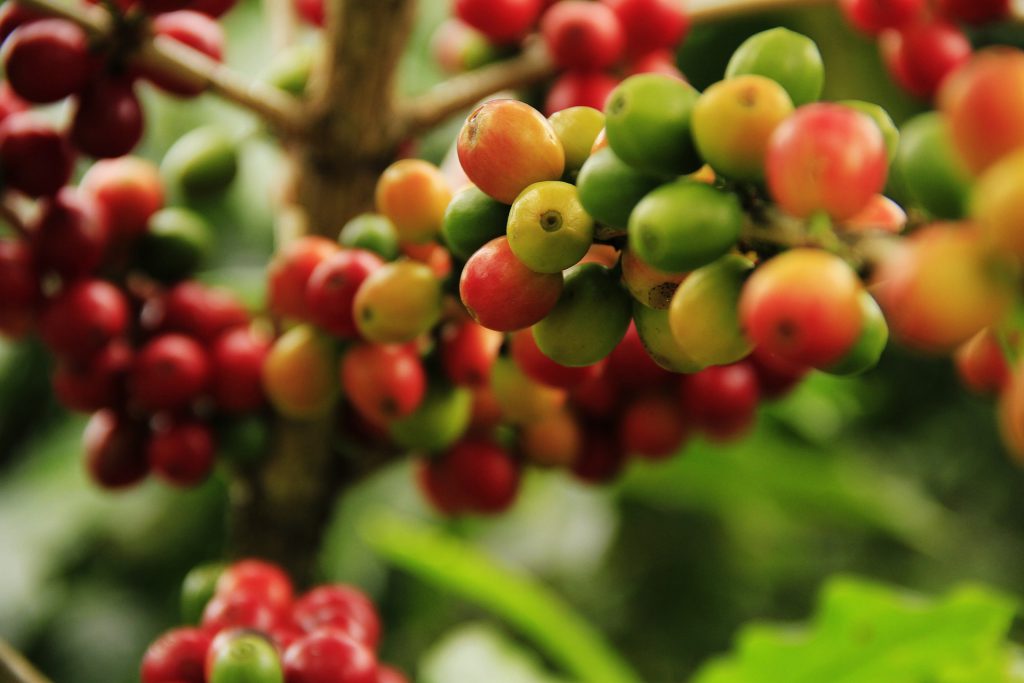 Ferramenta &eacute; solu&ccedil;&atilde;o integral para pequenos e m&eacute;dios produtores. Foto: Pixabay.