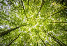 Boletim semanal sobre as mudanças que impactam o futuro worms eyeview of green trees