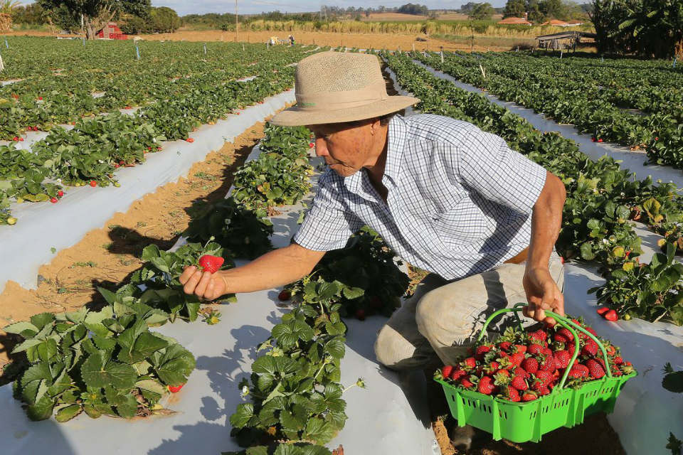 Iniciativa aprovada por exportadores é recebida com preocupação pela agricultura familiar - Foto: Agência Brasil