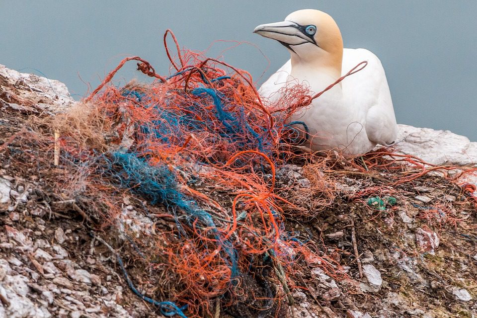 pássaro enrolado em fios, deixados pela poluição - foto: Pixaay