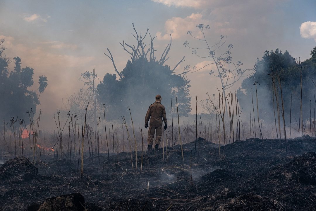 Se 20% a 25% da cobertura arbórea da Amazônia for desmatada, a capacidade da bacia de absorver dióxido de carbono pode entrar em colapso. Foto: Fotos Públicas