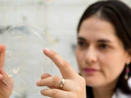 Carla Ivonne La Fuente Arias: gás ozônio é utilizado para modificar propriedades do amido de mandioca, utilizada como matéria-prima do plástico biodegradável, com vantagem de obter um produto mais resistente e transparente. – Foto: Gerhard Waller/ Esalq