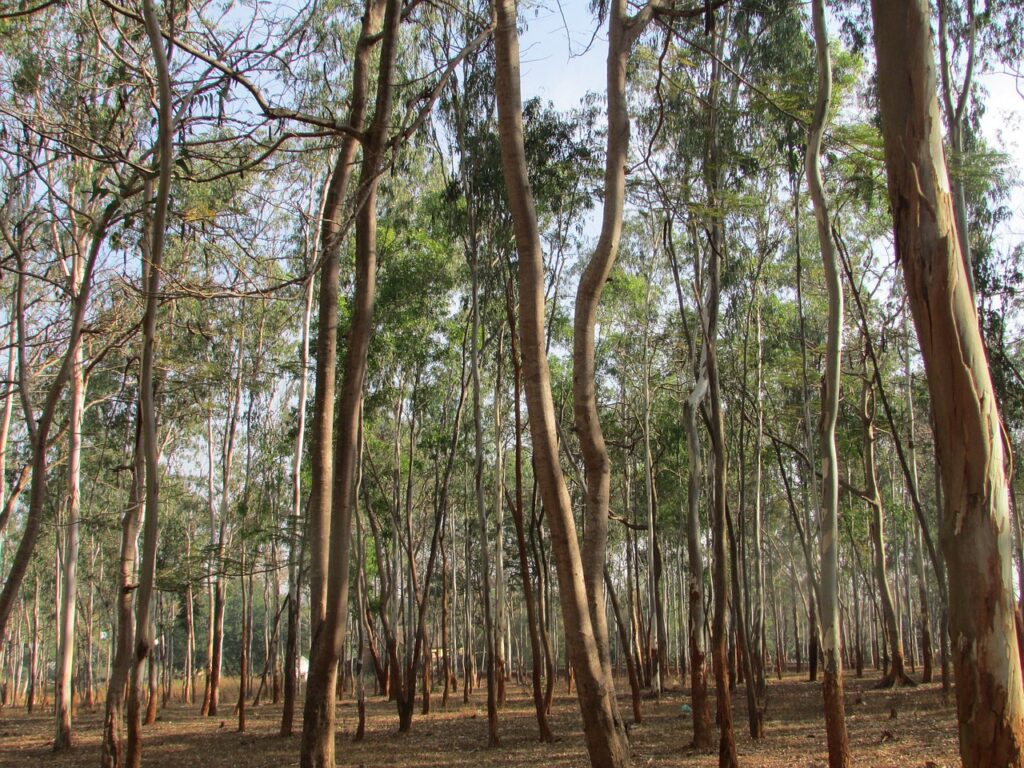 floresta de eucalipto - foto pixabay