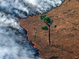 Queima-de-pastagem-em-área-desmatada-na-Amazônia-Foto-Rodrigo-Baleia-Greenpeace-1068x712