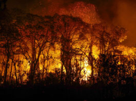 fogo no pantanal - Foto: Joédson Alves/Agência Brasil