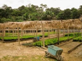 Estudo recente investigou a governança da política pública em bioeconomia no Estado do Amazonas, analisando sua estrutura e arranjos de implementação.
