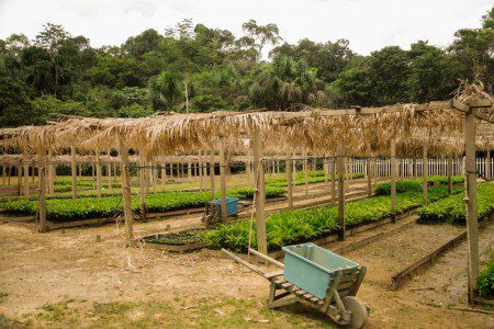 Estudo recente investigou a governança da política pública em bioeconomia no Estado do Amazonas, analisando sua estrutura e arranjos de implementação.